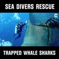 Ces plongeurs viennent liberer un requin baleine piégé dans un filet. Magnifique