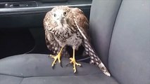 Hawk hides from Hurricane Harvey in taxi, refuses to leave