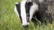 BBC Radio 4 - Farming Today - badger cull expected to start within the next few days 25Aug17