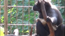 INSOLITE ! Ce que vous allez voir sur cette vidéo relève de l'anormal. Ce singe adopte un(...)