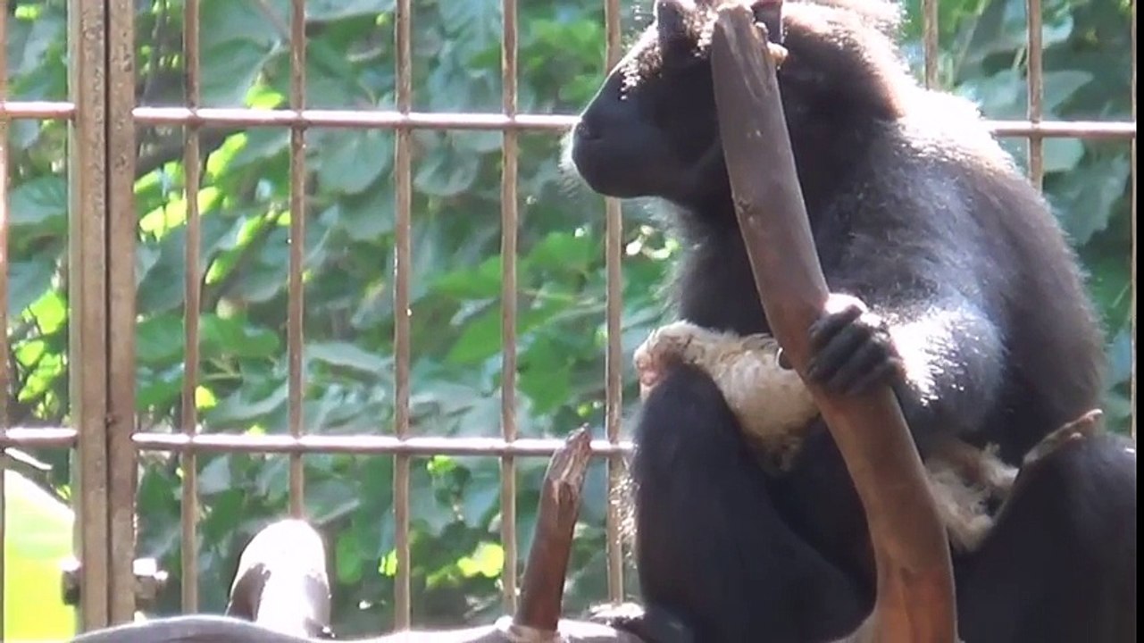 INSOLITE ! Ce que vous allez voir sur cette vidéo relève de l'anormal. Ce singe adopte un(...)