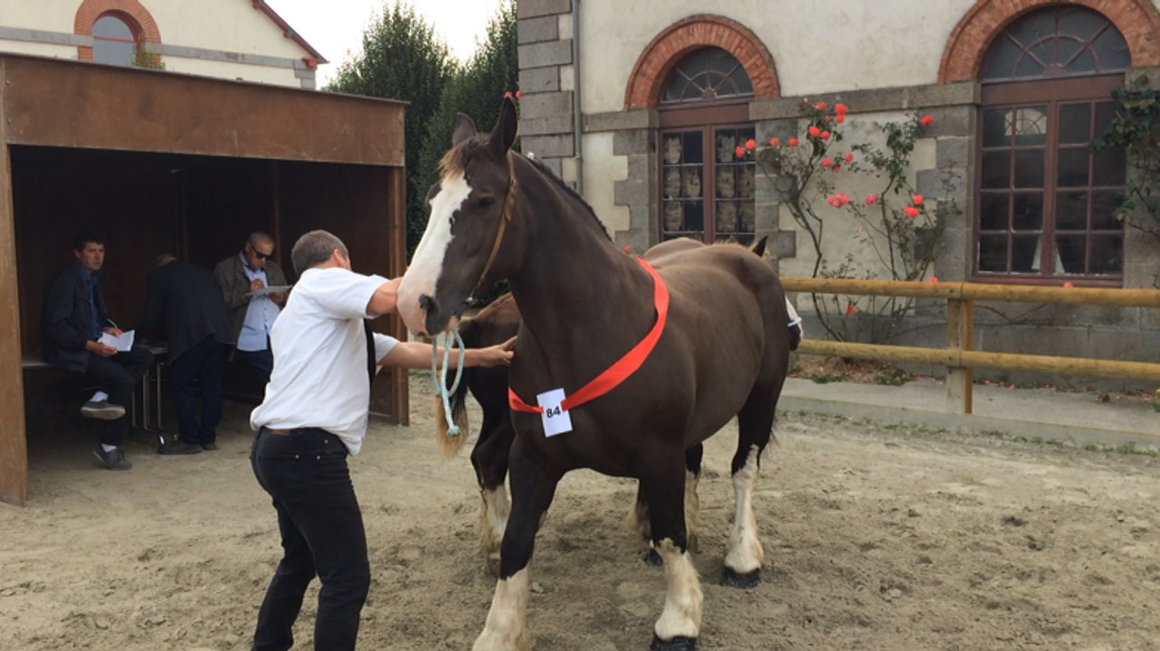 Concours départemental de trait breton