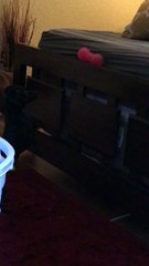 Cutest dog trying to get her toy and big sister is no help