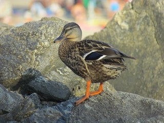 Anatra alla 'ngonia del Tono