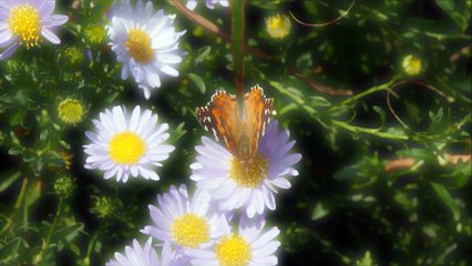 "Living Voyage" by Kevin MacLeod