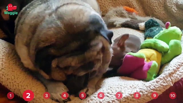 Rabbit Chasing Dog & Self-Walking Puppies! // Funny Animal Comppilation