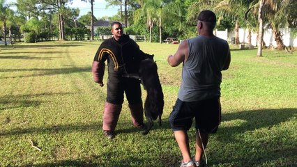 POLICE & PROTECTION K9's - FOR SALE - 561-791-9622