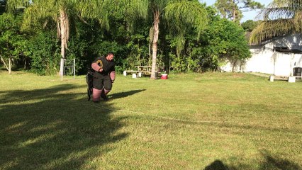 PROTECTION DOGS - FOR SALE - 561-791-9622