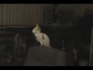 Boule de neige danse