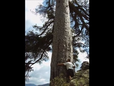 ARBRES REMARQUABLES CORSE