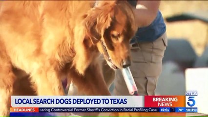 California Nonprofit Sends Search and Rescue Dogs to Aid in Harvey Recovery