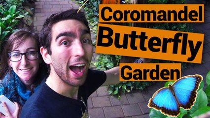 Thames Butterfly and Orchid Garden – New Zealand’s Biggest Gap Year – Backpacker Guide New Zealand