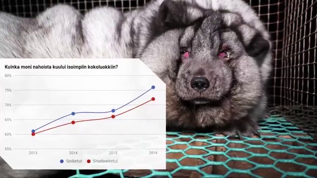 Tá hỏa khi phát hiện ra những con vật kì lạ trong các lò nuôi cấy lông công nghiệp