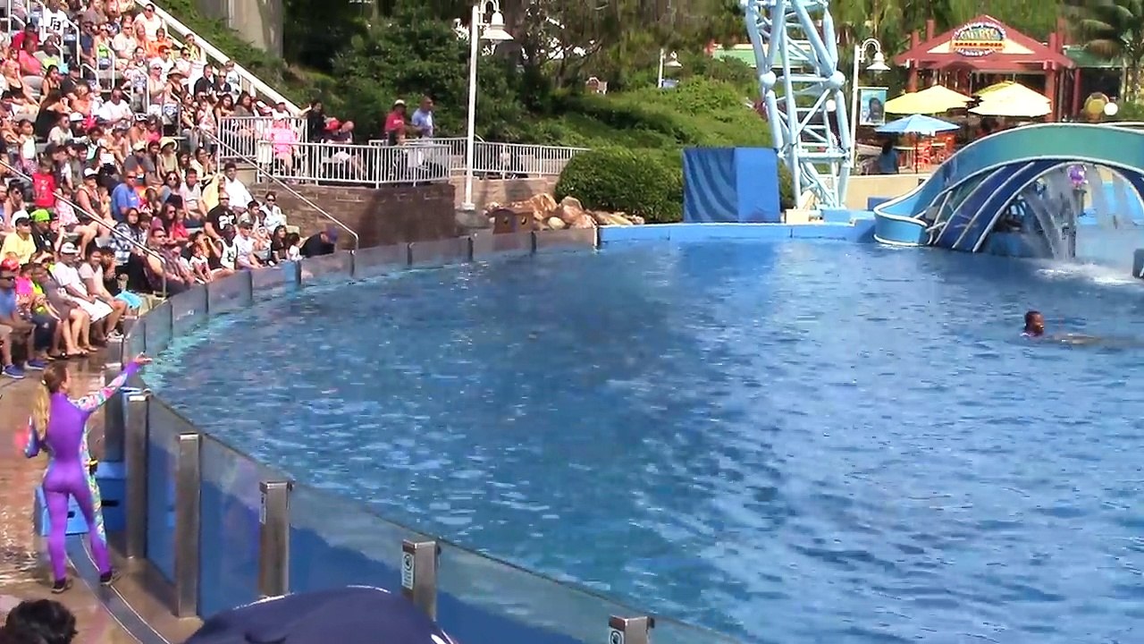 Dolphin Days (Full Show) at SeaWorld San Diego on 8-30-15