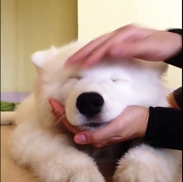 かわいいサモエド子犬／顔をナデナデされてうっとりするもふもふサモエド子犬