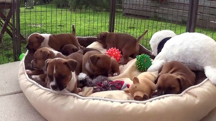 58ème Vidéo Papa Lancelot & ses petits pétards de STAFFORDLAND