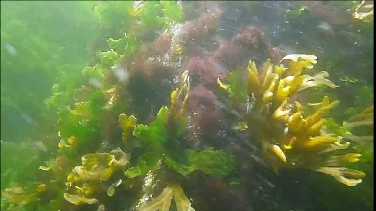 Snorkeling by the Pier in Campbell River