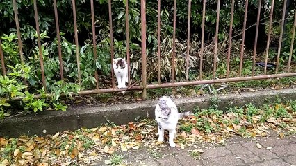 公園の野良猫をナデナデしていたらそれを見ていた子猫が真似してナデナデを開始