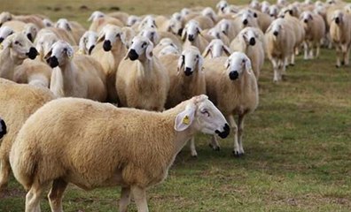 Bakan Fakıbaba: Satılmayan Kurbanlıkları Et ve Süt Kurumu Alacak
