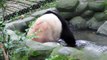 Giant panda Yuan Run cools off in pool
