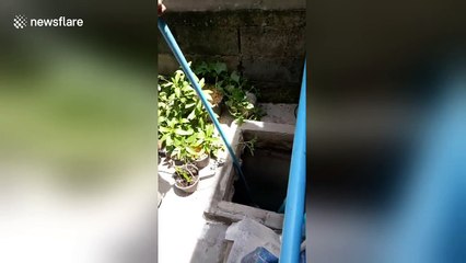 Good Samaritans rescue cat fallen into sewer