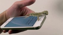 iPhone 5S Lizard Test - Touch ID