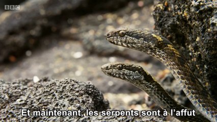 Descargar video: Des serpents affamés poursuivent un iguane... Sauvage