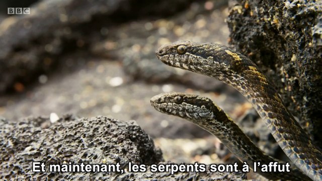 Des serpents affamés poursuivent un iguane... Sauvage