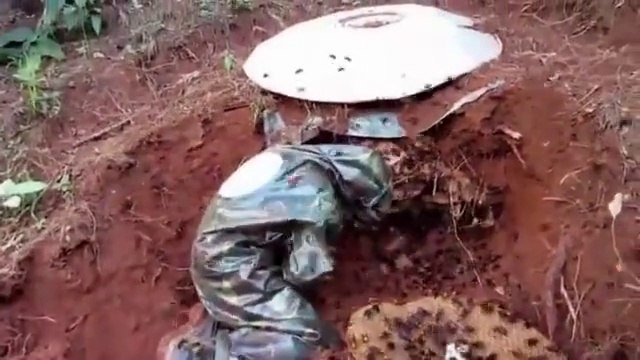 Le plus gros nid de frelons asiatiques du monde découvert par des ouvriers