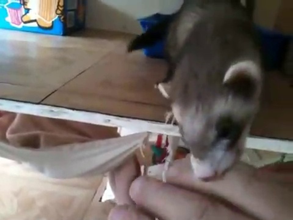 Cette maman furet tire la main de son maitre jusqu'à ses petits... Adorable