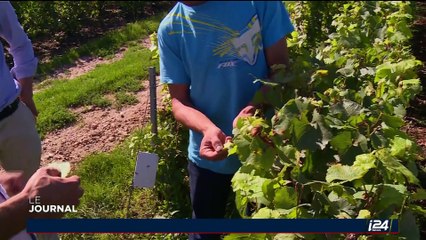 Un drone dans les vignes pour améliorer la production