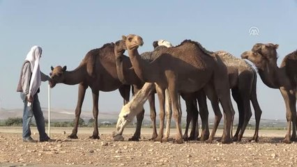 Kurbanlık Develer Satışta