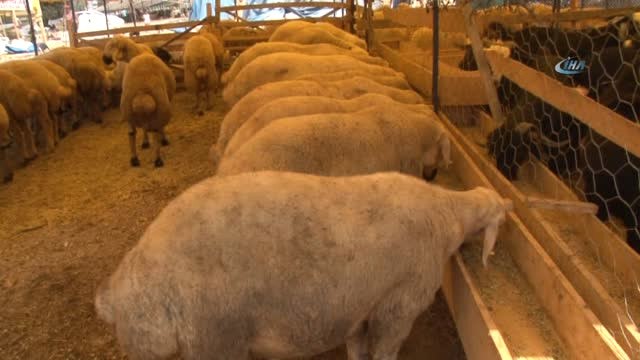 Çevre Mühendisleri Odası Adana Şube Başkanı Doğan: Kurban Keserken Çevreye Zarar Vermeyelim