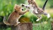 FANNY CATS VIDEO - FANNY CATS COMPILATIONS - FANNY VIDEO - Funny Animals Funny Pranks Funn