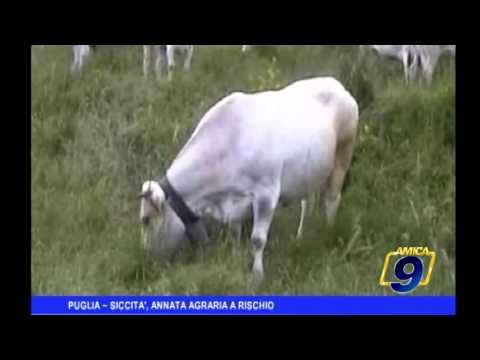 Puglia | Siccità, annata agraria a rischio