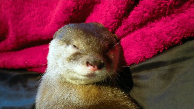 Dessiner sur le ventre d'une loutre endormie... Adorable