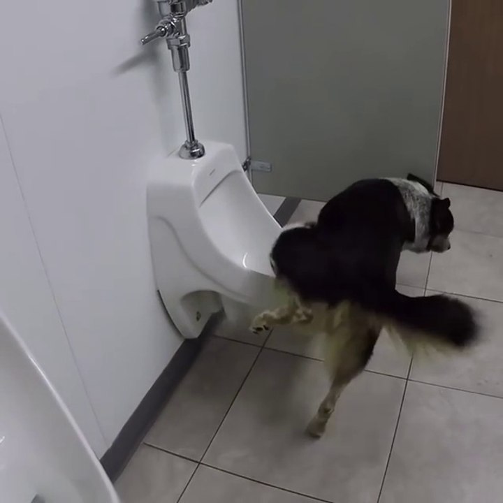 Qui a dit que les chiens n'étaient pas propres ?