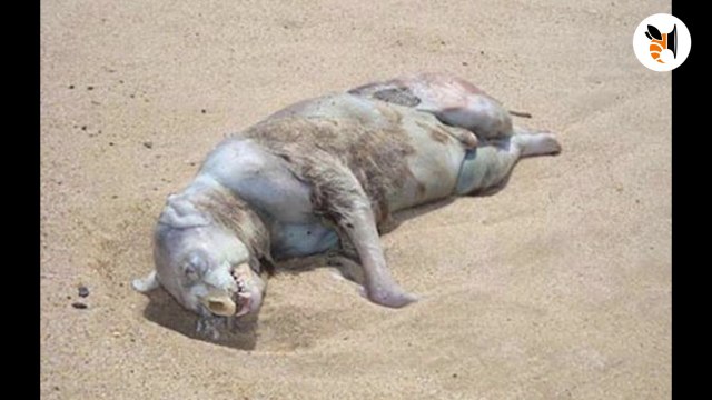 Ces 5 créatures mystérieuses existent vraiment