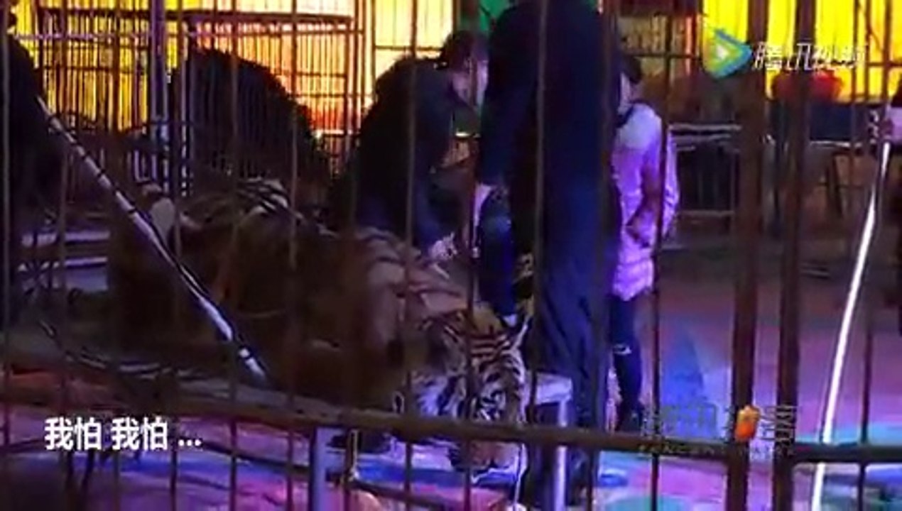 Scandaleux : ce tigre est immobilisé au sol pour que les visiteurs puissent prendre des photos en montant dessus