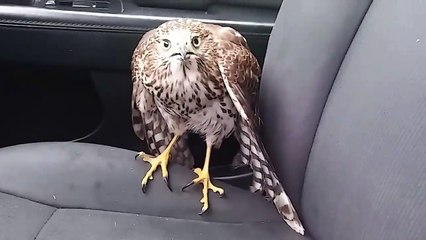 A Hawk is Seeking Refuge in My taxi from Hurricane Harvey