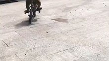 Funny videos