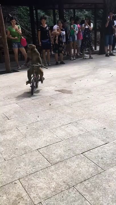 Funny videos