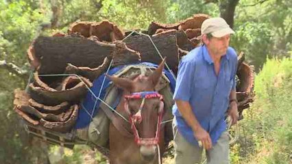 Medio siglo entre carbón, corcho y leña