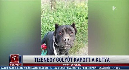 Tizenegy golyót kapott a kutya Hajdú-Biharban