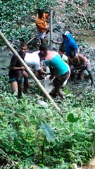 কাদার মধ্যে গরু দেবে গেছে এখন উঠানোর চেষ্টা