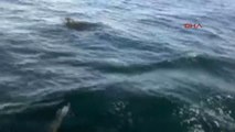 Ankara Fox Balığı, Amatör Balıkçıyı Uzun Süre Takip Etti