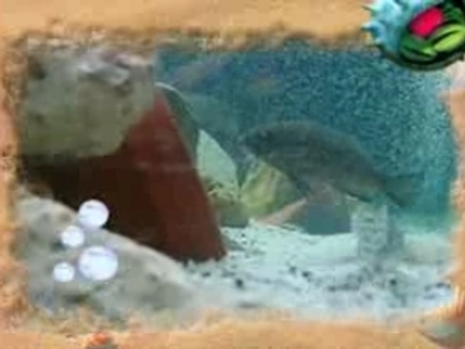 montage aqua 250 litres