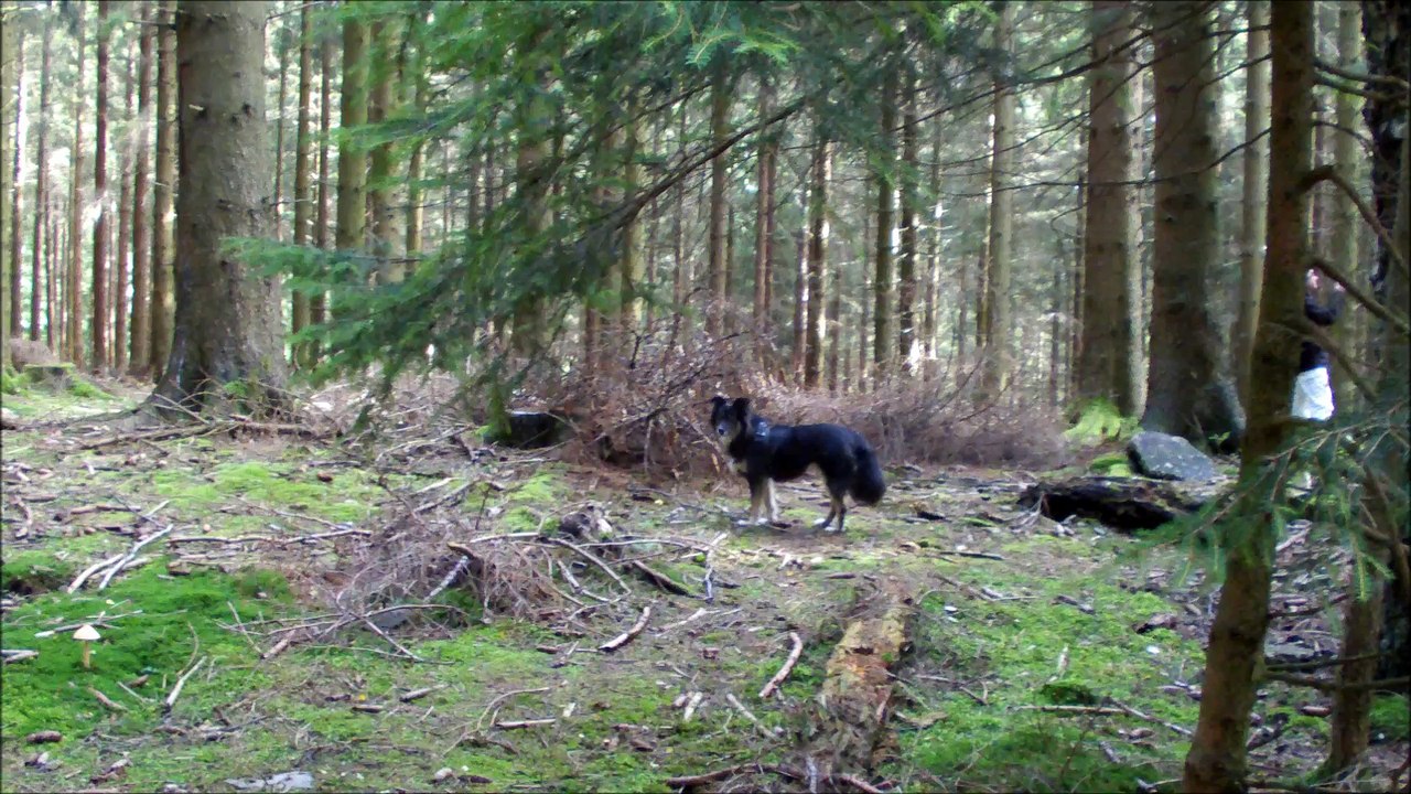 Geisterjagd im Hürtgenwald am 19.08.2017 - Zwischeninfo - Geisterjäger / Ghosthunter NRWUP