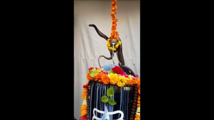 Magic of Naag Panchami ( Milk offered) - A Hindu Tradition