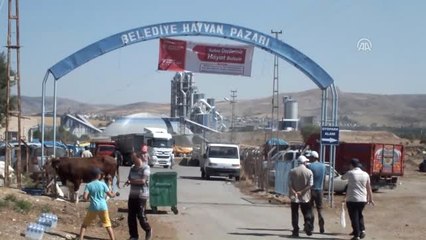 Paşa" ve "Pehlivan" Alıcılarını Bekliyor